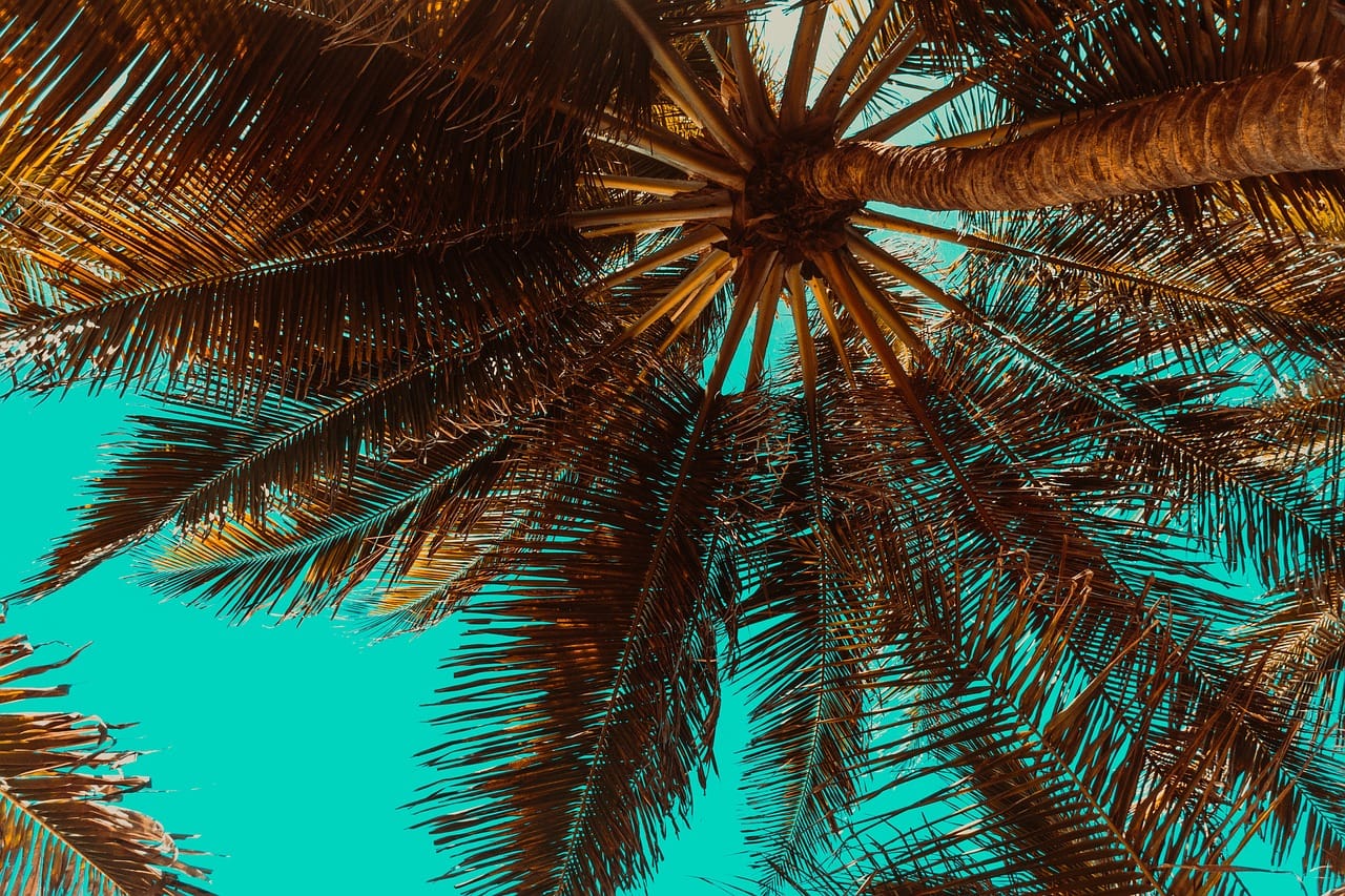 Guida corretta alla potatura delle palme