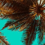Guida corretta alla potatura delle palme